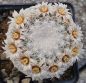 Preview: Mammillaria egregia